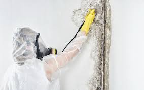 Trusted Tomball, TX Mold Inspection Experts